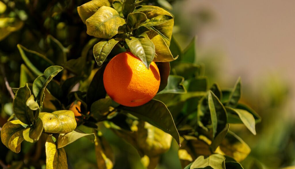 salah-ait-mokhtar-jEeANVBd9eQ-unsplash