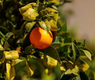 salah-ait-mokhtar-jEeANVBd9eQ-unsplash