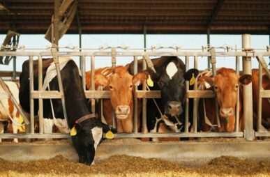 Wisconsin Dairy Cafo