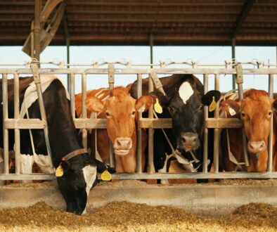 Wisconsin Dairy Cafo