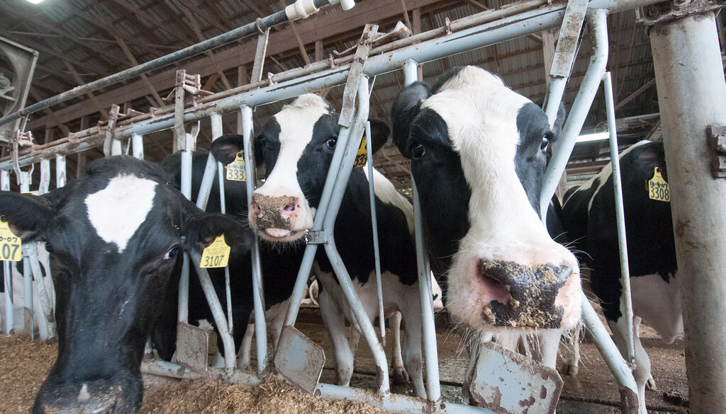 dairy cows