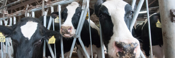 dairy cows