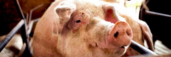 hog farming