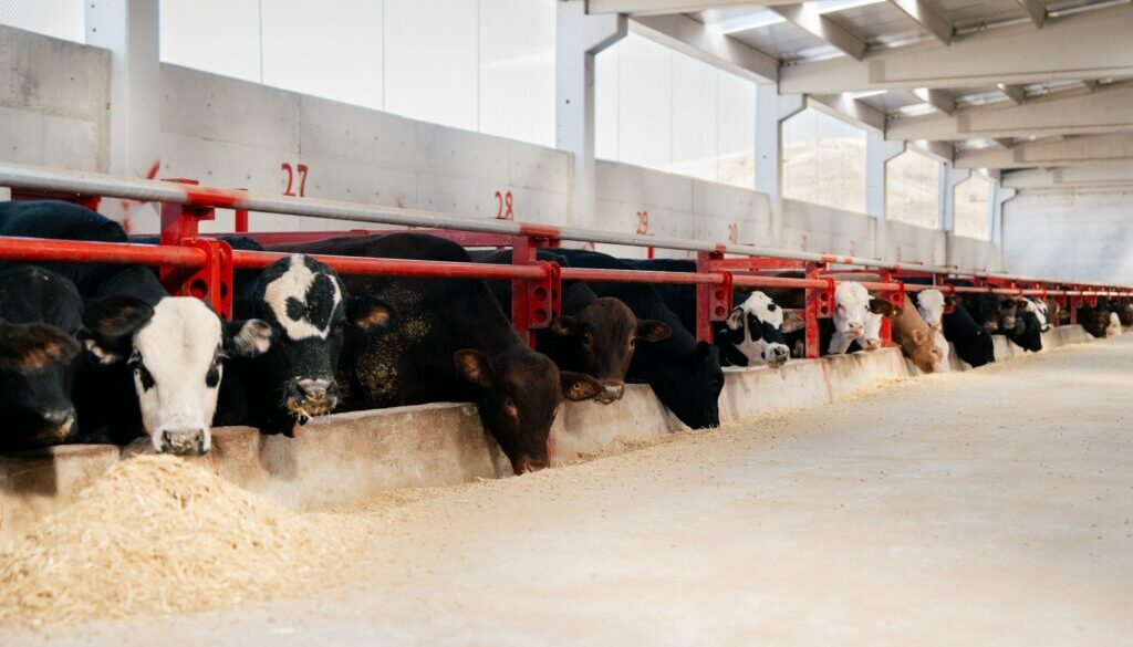 dairy cows CAFOs
