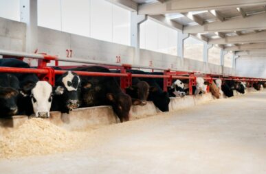 dairy cows CAFOs