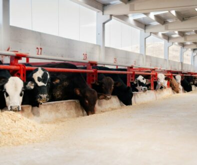 dairy cows CAFOs