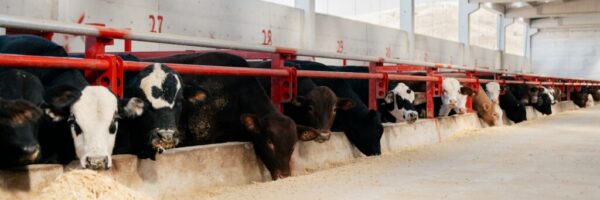 dairy cows CAFOs