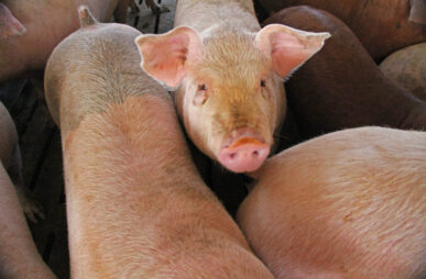 hog farm