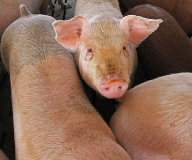 hog farm