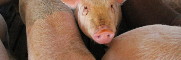 hog farm