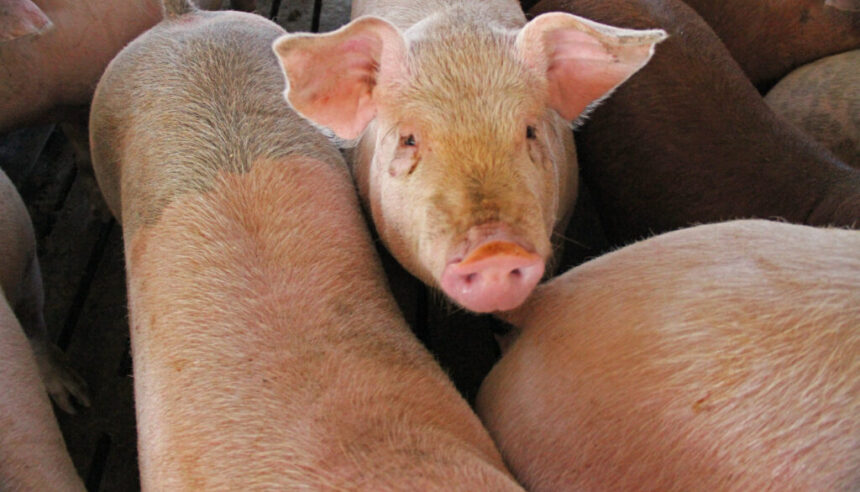 hog farm