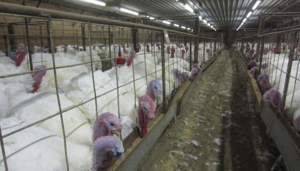 CAFOS_turkey