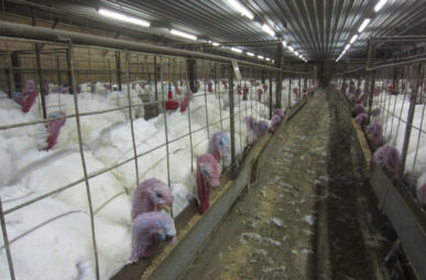 CAFOS_turkey