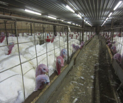 CAFOS_turkey
