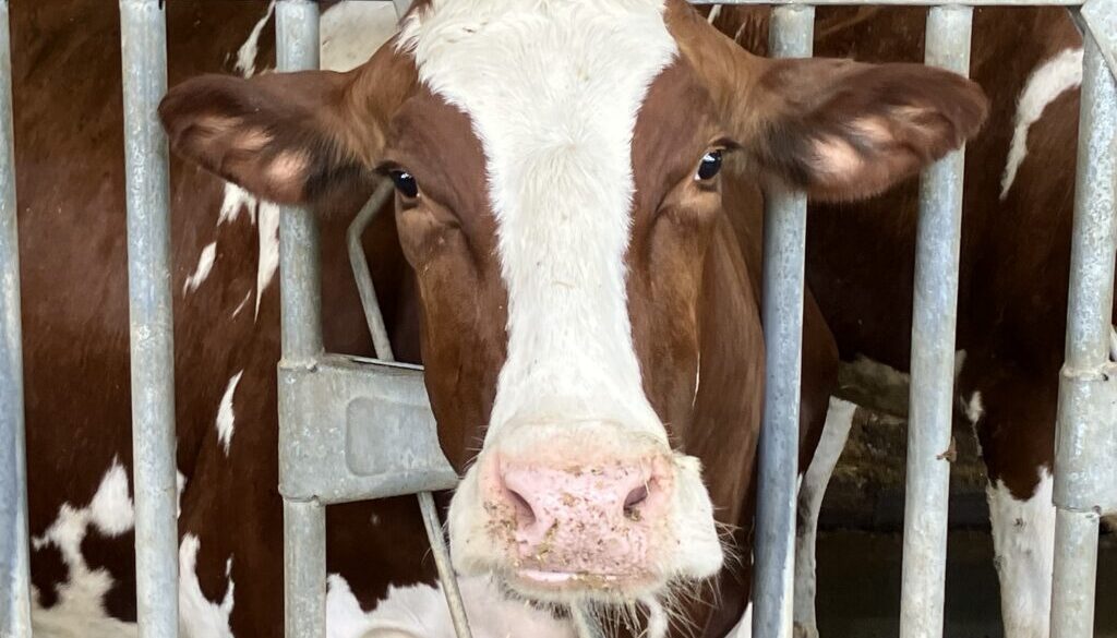 CAFO dairy cow