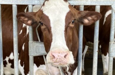 CAFO dairy cow