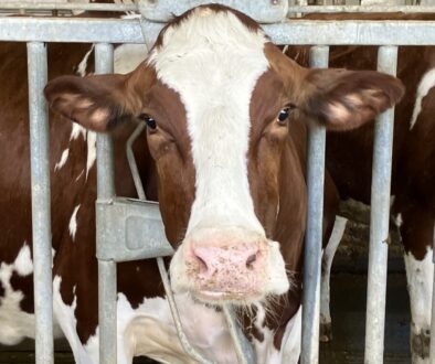 CAFO dairy cow