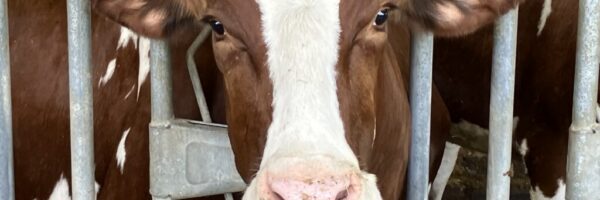 CAFO dairy cow