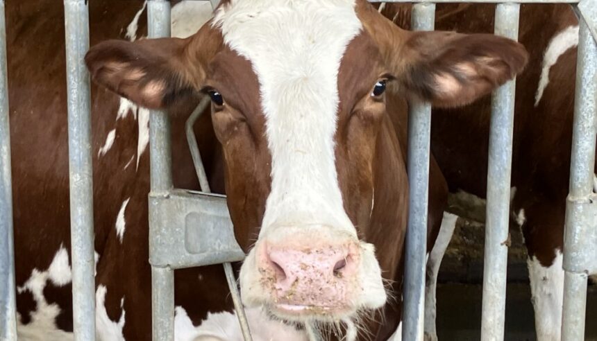 CAFO dairy cow