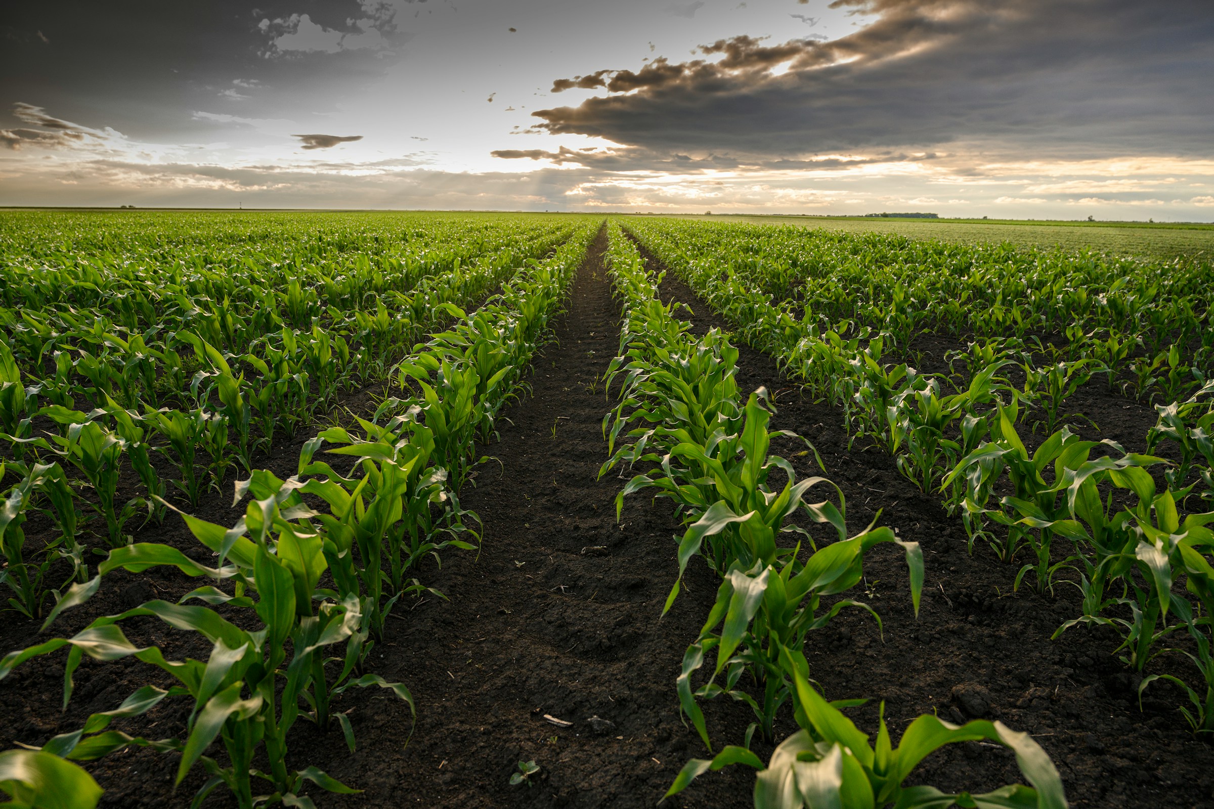 Federal review on weedkiller sparks backlash from environment and health groups