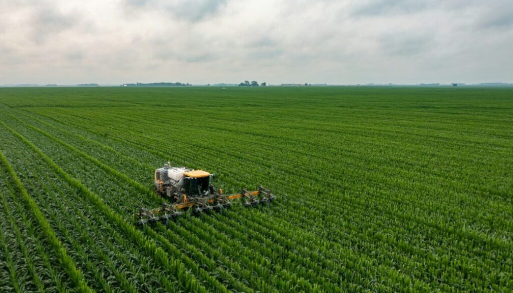 corn field