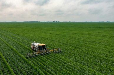 corn field