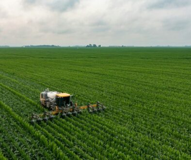 corn field
