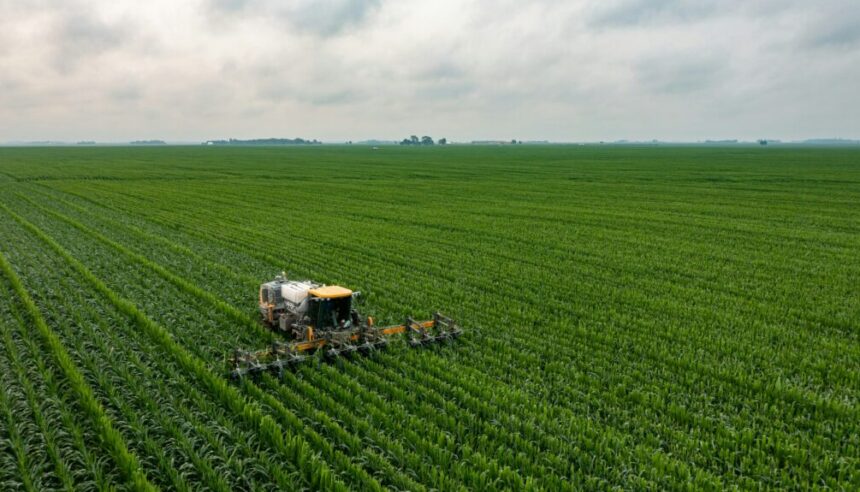 corn field