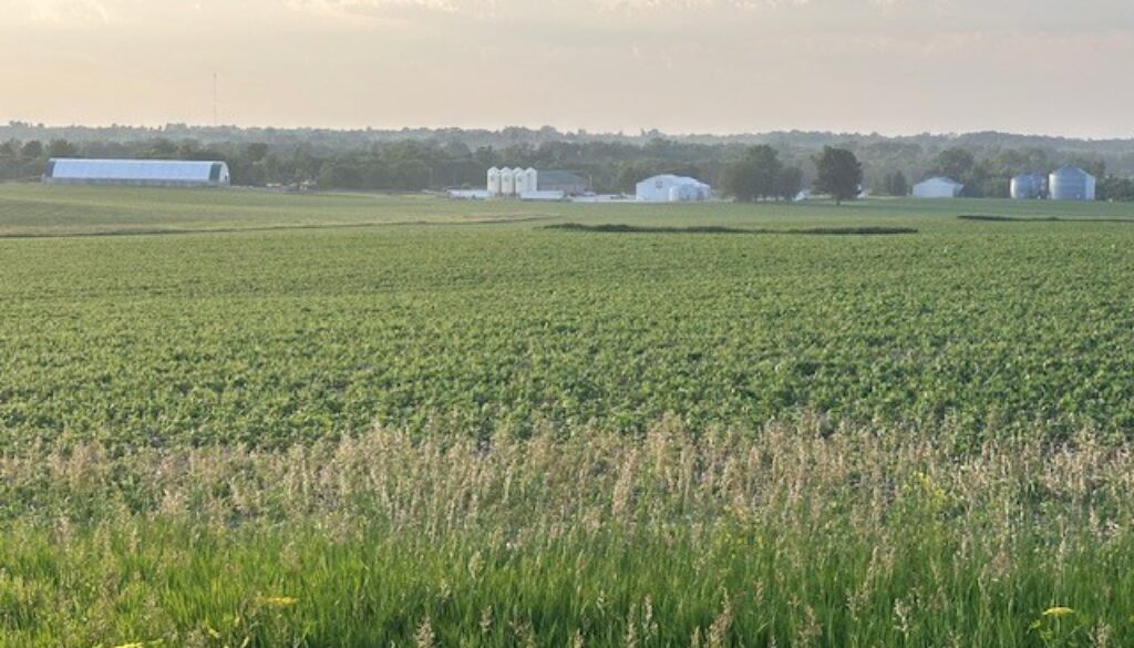 iowa corn june 2025