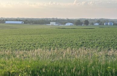 iowa corn june 2025
