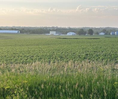 iowa corn june 2025