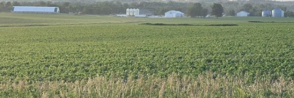 iowa corn june 2025