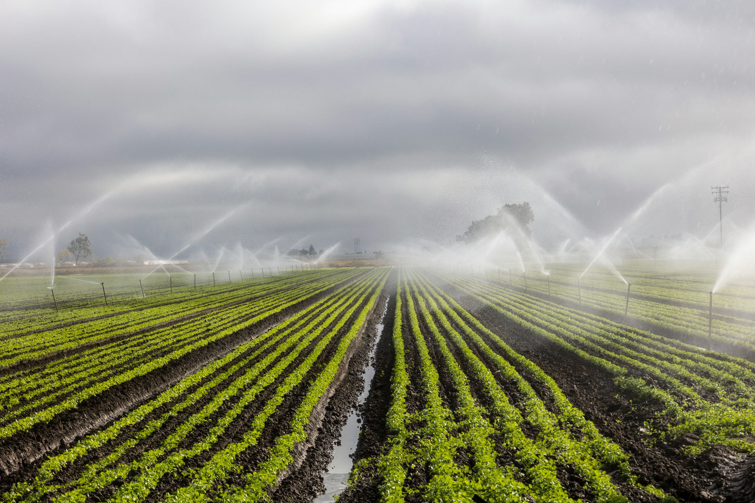 California phasing out herbicide linked to Parkinson’s disease