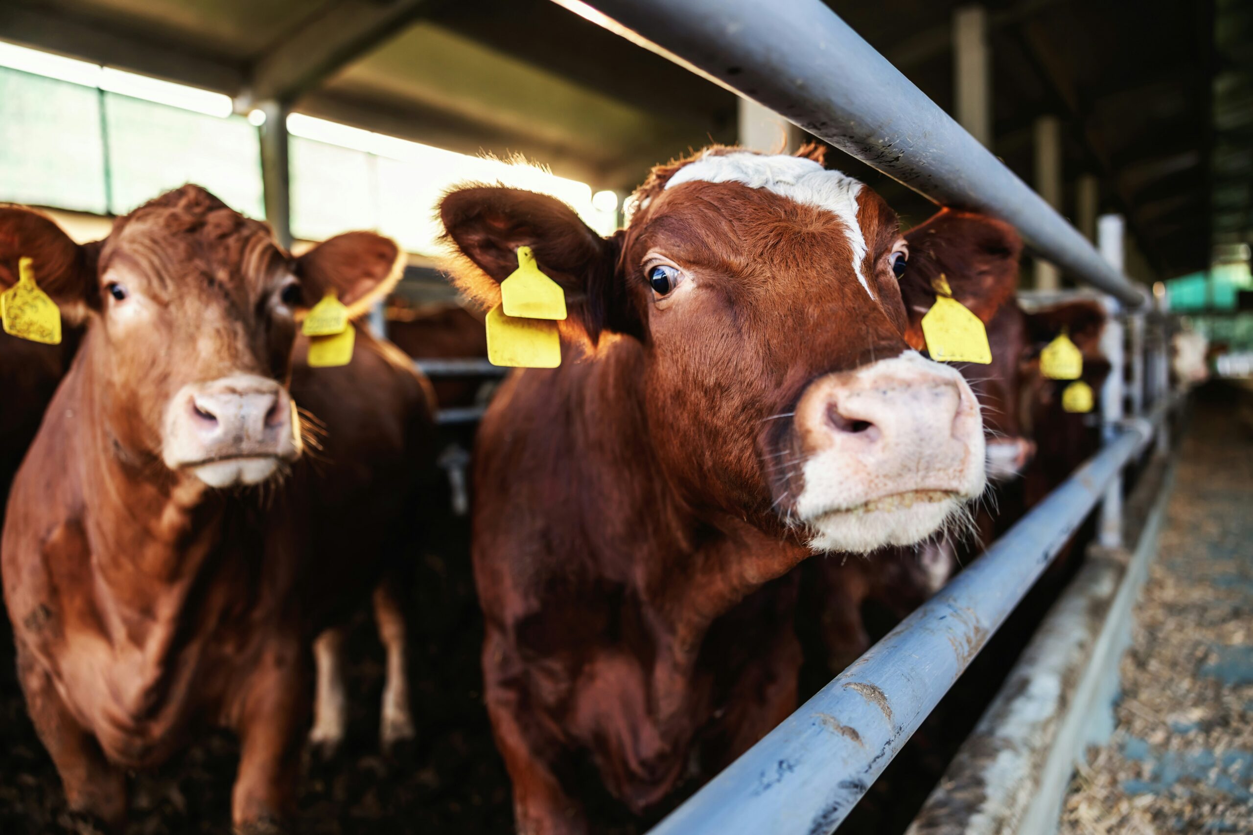 Major fast food chains may still be sourcing beef raised…