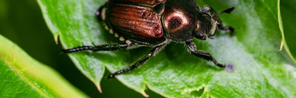 alexandre-daoust-epAT3ROIMCw-unsplash