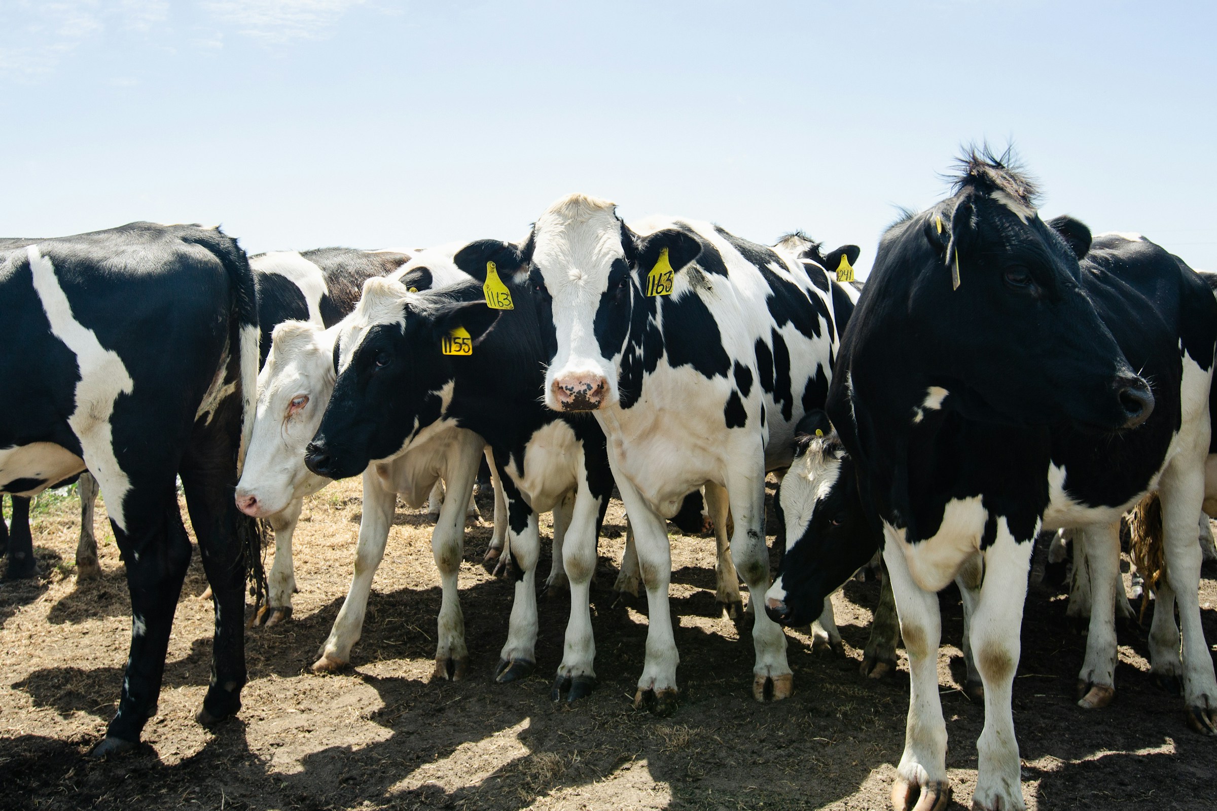 California illegally spurred “gold rush in cow manure,” lawsuit alleges